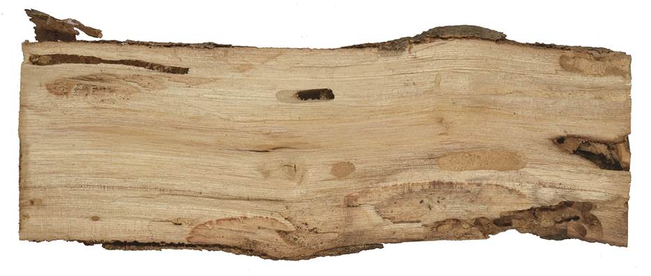 aae Kréta Ficus.JPG